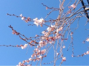桜が咲いた??