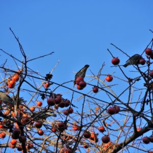小鳥と柿