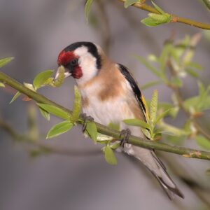 🎶 ヴィヴァルディ作曲　フルート協奏曲《ゴシキヒワ》