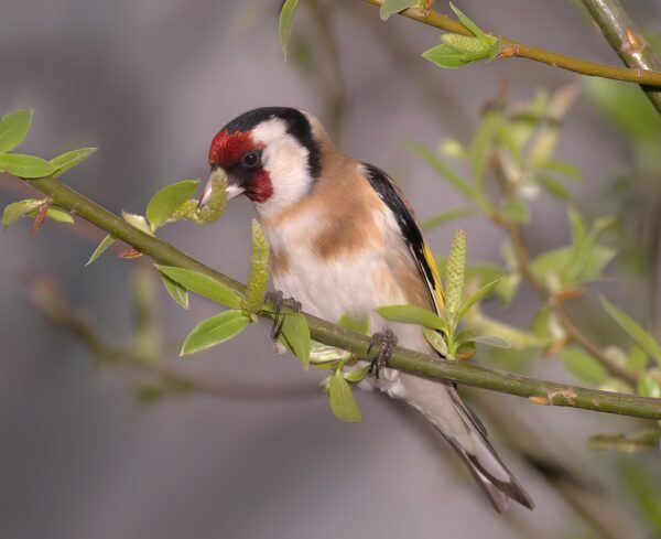 🎶 ヴィヴァルディ作曲　フルート協奏曲《ゴシキヒワ》