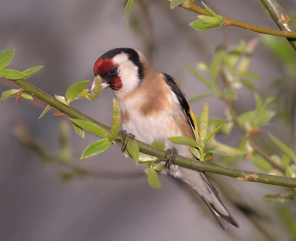 🎶 ヴィヴァルディ作曲　フルート協奏曲《ゴシキヒワ》