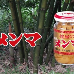 桃屋のメンマ✨